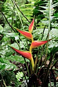 False bird-of-paradise (Heliconia sp.)