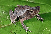 South American common toad on a leaf
