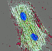 Neuropeptide binding to heart muscle cell