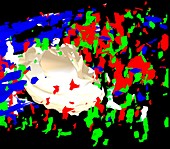 Neuropeptide binding to heart muscle cell