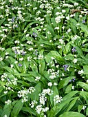 Wild garlic (Allium ursinum)