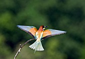 Bee-eater