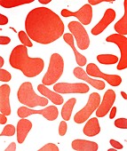 Red blood cells,TEM