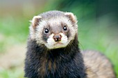 European polecat