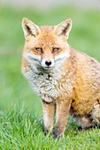 Red fox sitting on grass