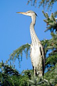 Grey heron perched in a tree
