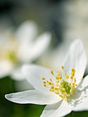 Wood anemone (Anemone nemorosa)