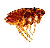 Male flea,light micrograph