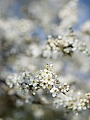 Sloe blossom (Prunus spinosa)