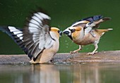 Hawfinches fighting