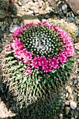 Globe cactus (Mammillaria zuccariniana)