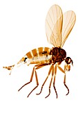 Female assassin fly,light micrograph