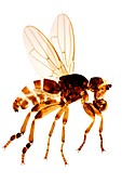 Yellow dung fly,light micrograph