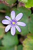 Liverleaf (Hepatica transsilvanica)