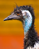 Emu