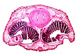 Dogfish head,transverse section