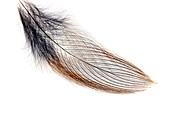 Bird feather,light micrograph