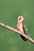 Female red-footed falcon