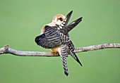 Female red-footed falcon preening