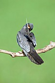Male red-footed falcon