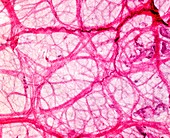 Frog bladder tissue,light micrograph