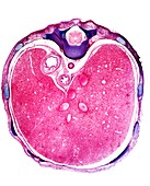 Foetus liver section,light micrograph