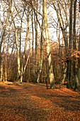 Beech wood (Fagus sylvatica) at sunset