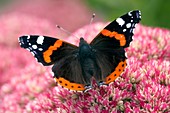 Red admiral butterfly feeding