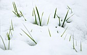 Meadow grass (Poa sp.) in snow