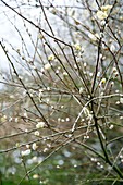 Pussy willow (Salix caprea)