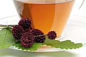 Great burnet herbal tea