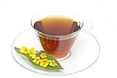 Great mullein herbal tea