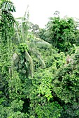 Tropical rainforest canopy