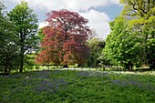 Woodland and flowers