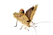 Leaf mimic bush cricket