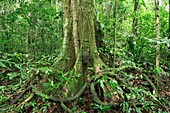 Rainforest tree roots