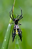 Spiny orb-weaver spider