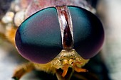 Head of a horsefly
