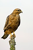 Steppe buzzard