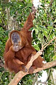 Sumatran orangutan