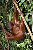 Sumatran orangutans