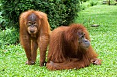 Sumatran orangutans