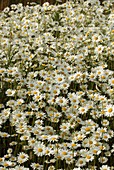 Ox-eye daisies (Leucanthemum vulgare)