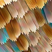 Butterfly wing scales