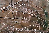 Raindrops on birch branches