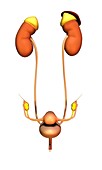 Female uro-genital system,artwork