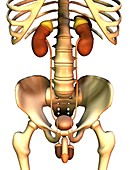 Male uro-genital system,artwork