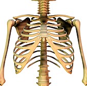 Upper torso bones,artwork