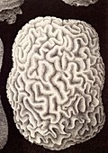 Brain coral,artwork