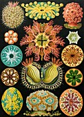 Ascidiae organisms,artwork